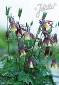 Aquilegia buergeriana 'Calimero' 